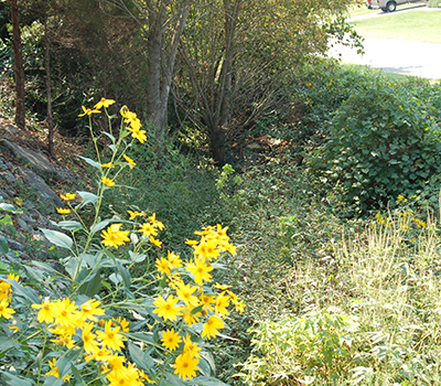 Yellow wildflowers growing along a grassy drainage ditch bordered by shrubs and trees.